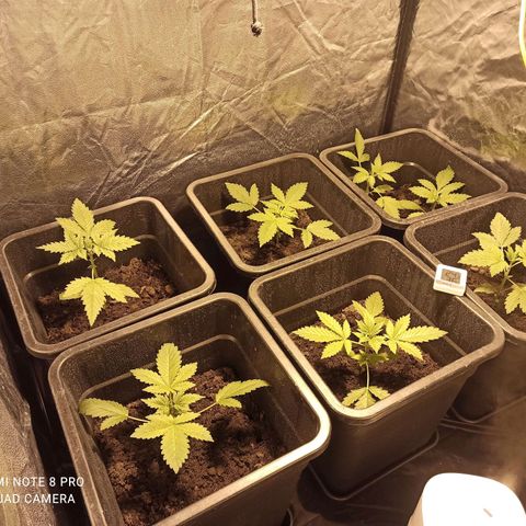 Purple Cookie Kush growlog timeline photo