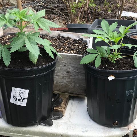 White Widow growlog photo: Arrived today. 