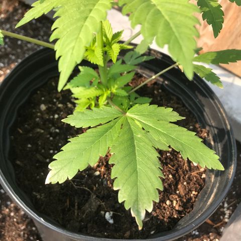 White Widow growlog photo: White/burnt tips. Shock? Most likely nutrient burn due to fresh soil transplant. Ride it out. No trim. 