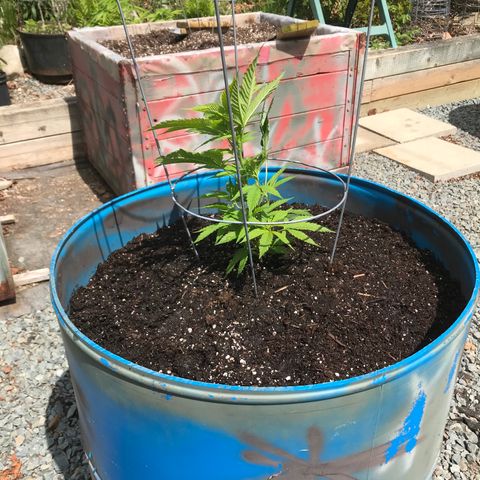 White Widow growlog photo: Early transplant