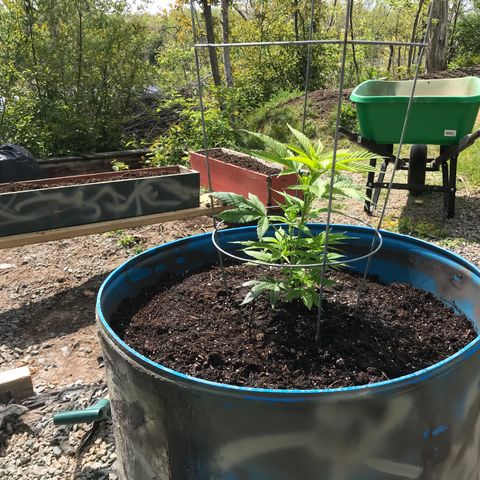 White Widow growlog photo: Early transplant
