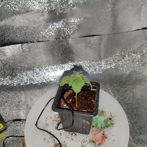 Skunki growlog photo: Sur Arrosage 