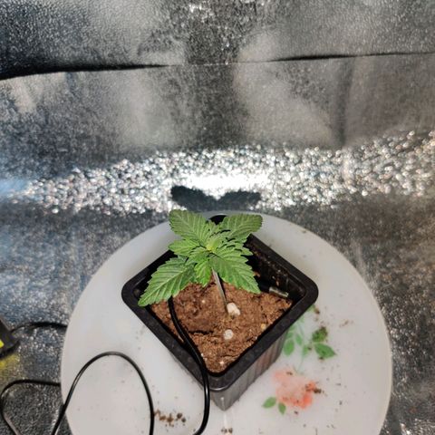 Skunki growlog timeline photo