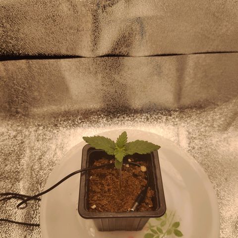 Skunki growlog timeline photo