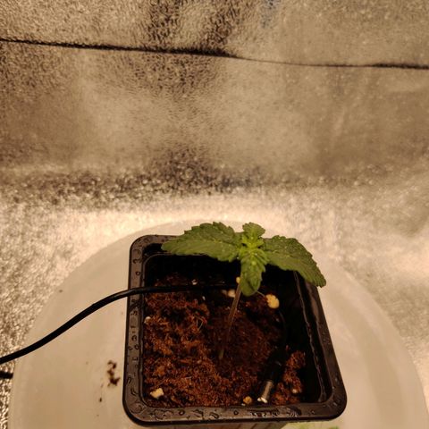 Skunki growlog timeline photo