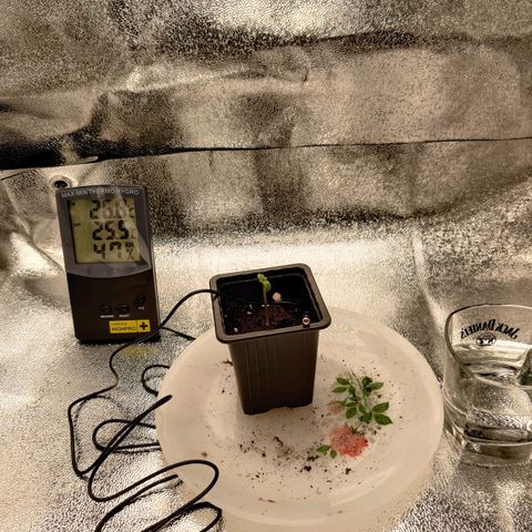 Skunki growlog timeline photo