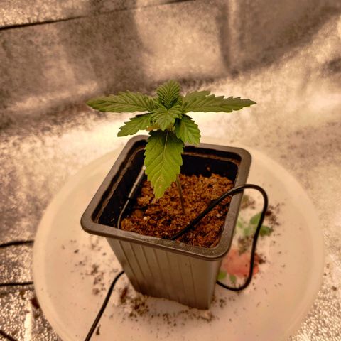 Skunki growlog timeline photo