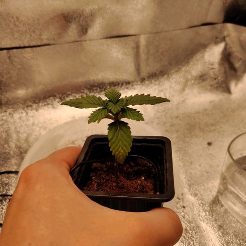 Skunki growlog timeline photo