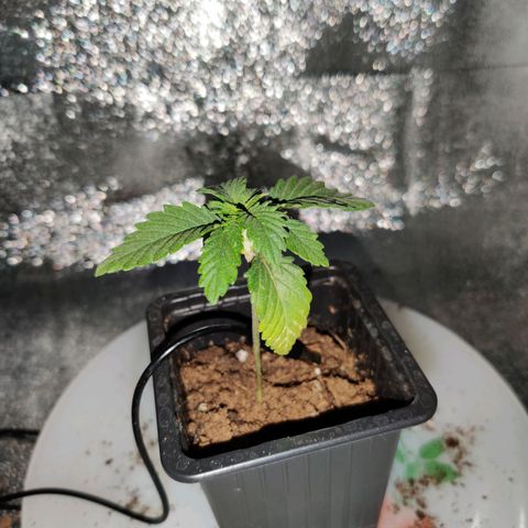Skunki growlog timeline photo