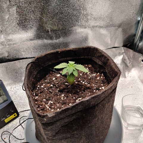 Skunki growlog timeline photo