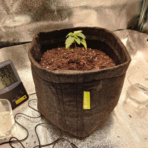 Skunki growlog timeline photo