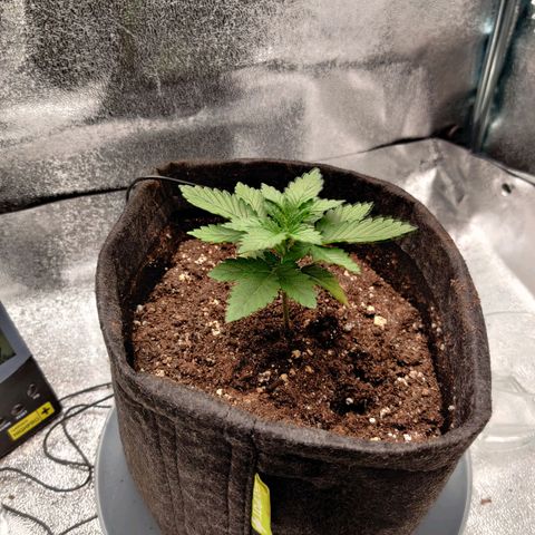Skunki growlog timeline photo
