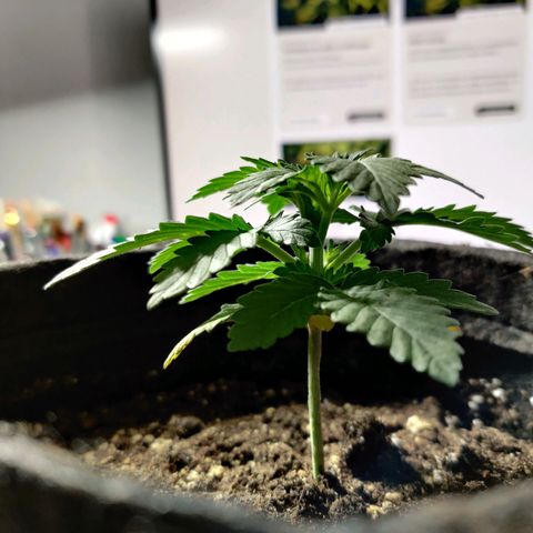 Skunki growlog photo: Étêtage