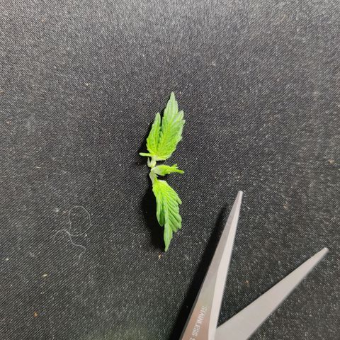 Skunki growlog photo: Étêtage