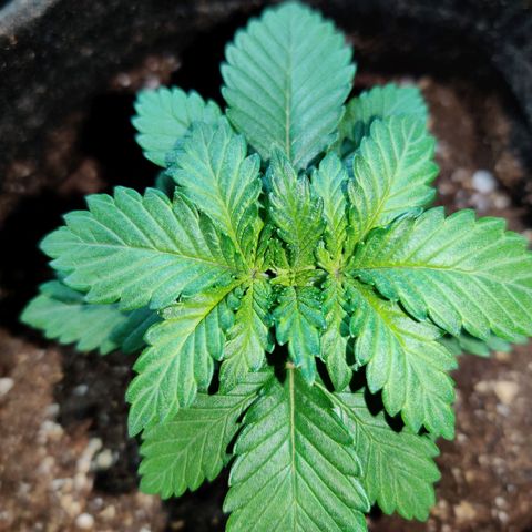 Skunki growlog photo: Étêtage