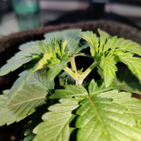 Skunki growlog photo: Étêtage
