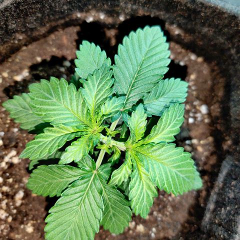 Skunki growlog photo: Étêtage