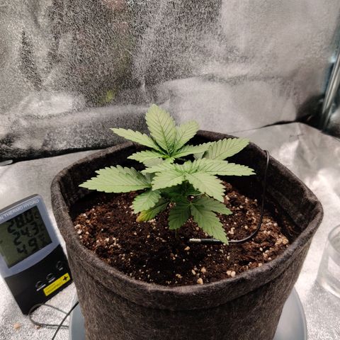 Skunki growlog timeline photo