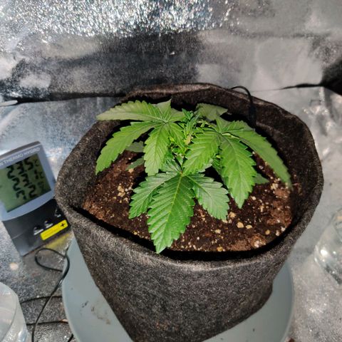 Skunki growlog timeline photo