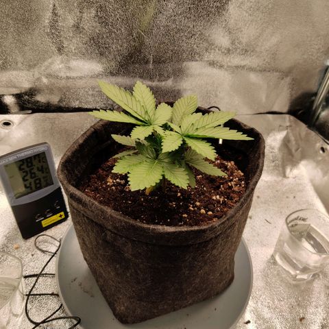Skunki growlog timeline photo