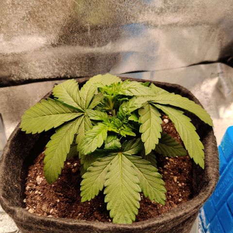 Skunki growlog timeline photo