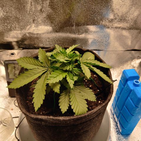 Skunki growlog photo: Lst
