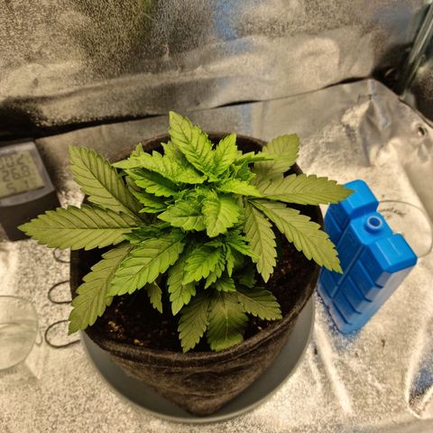 Skunki growlog timeline photo