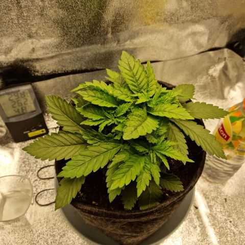 Skunki growlog timeline photo