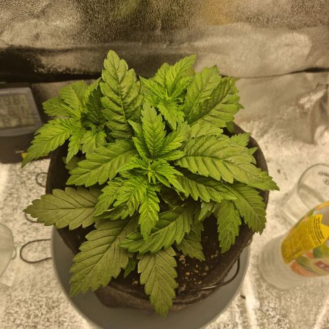 Skunki growlog timeline photo