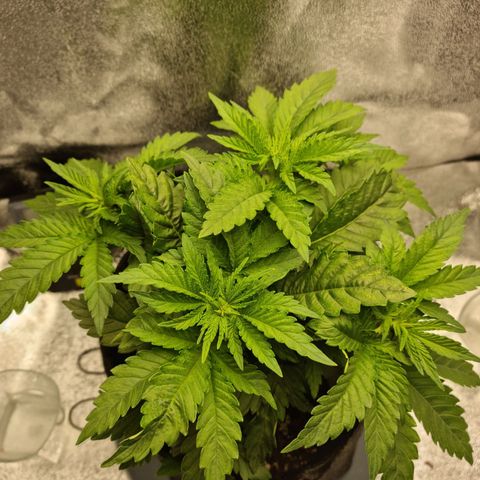Skunki growlog timeline photo