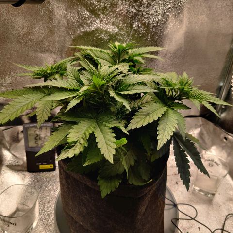 Skunki growlog timeline photo