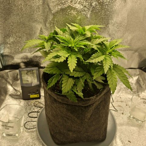 Skunki growlog timeline photo