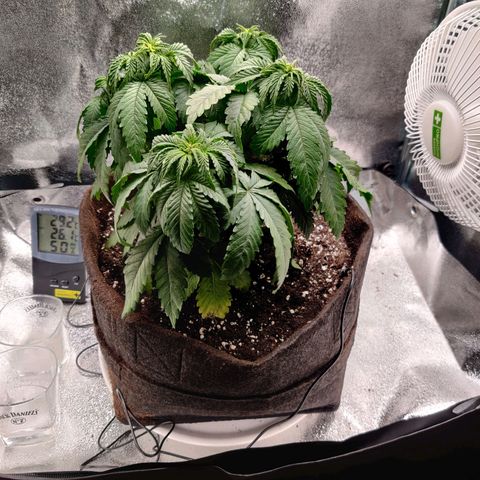 Skunki growlog timeline photo