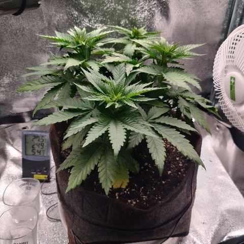 Skunki growlog timeline photo