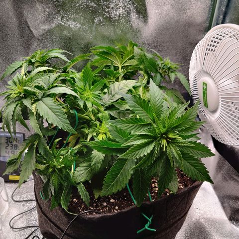 Skunki growlog photo: LST