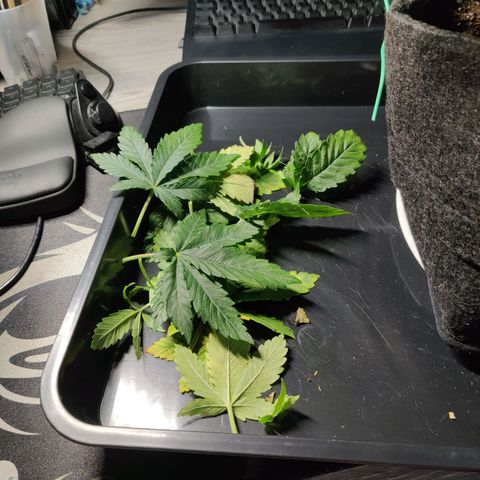 Skunki growlog timeline photo