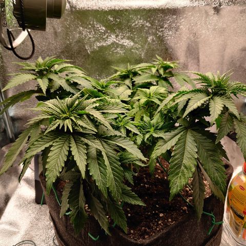 Skunki growlog timeline photo
