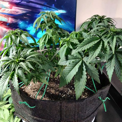 Skunki growlog timeline photo