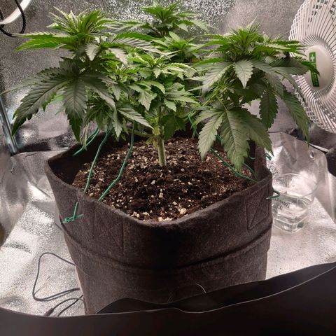 Skunki growlog timeline photo