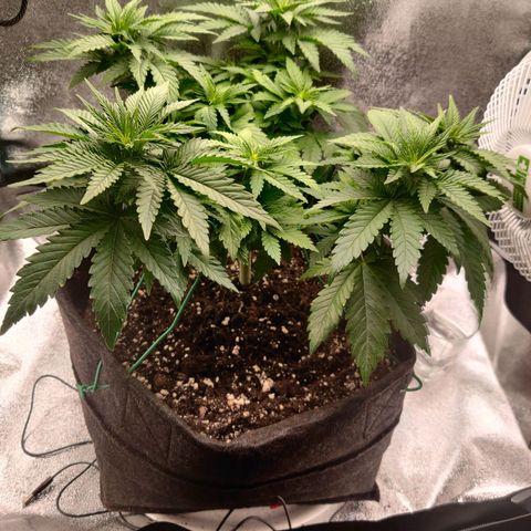 Skunki growlog timeline photo
