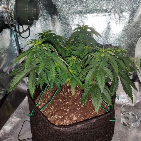 Skunki growlog timeline photo
