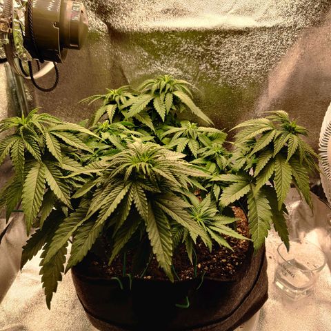 Skunki growlog timeline photo