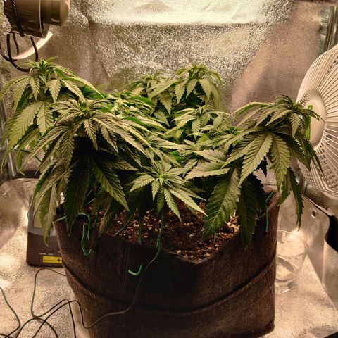 Skunki growlog timeline photo