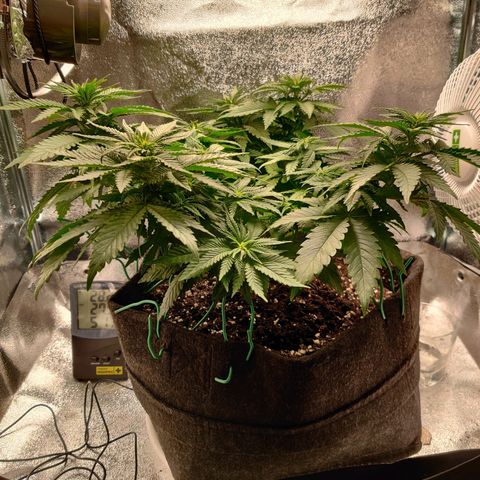 Skunki growlog timeline photo