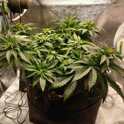 Skunki growlog timeline photo