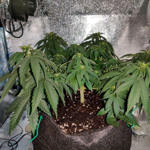 Skunki growlog timeline photo