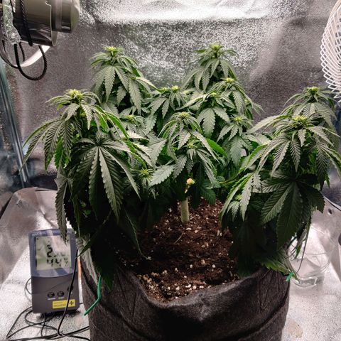 Skunki growlog timeline photo