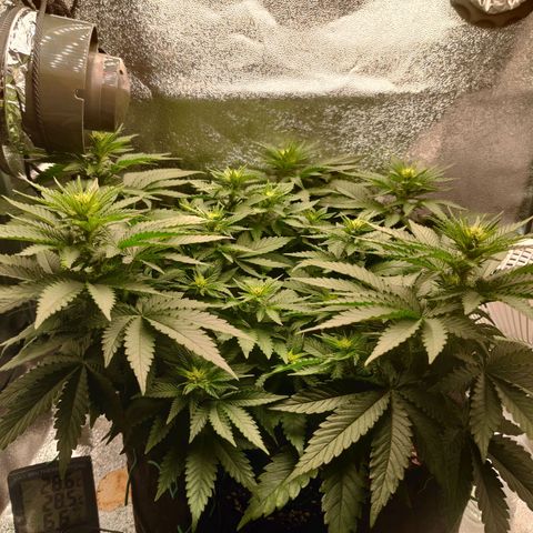 Skunki growlog timeline photo