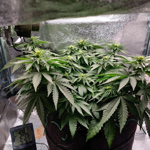 Skunki growlog timeline photo