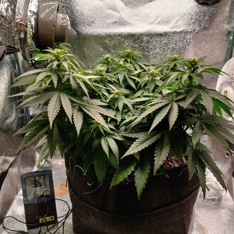 Skunki growlog timeline photo